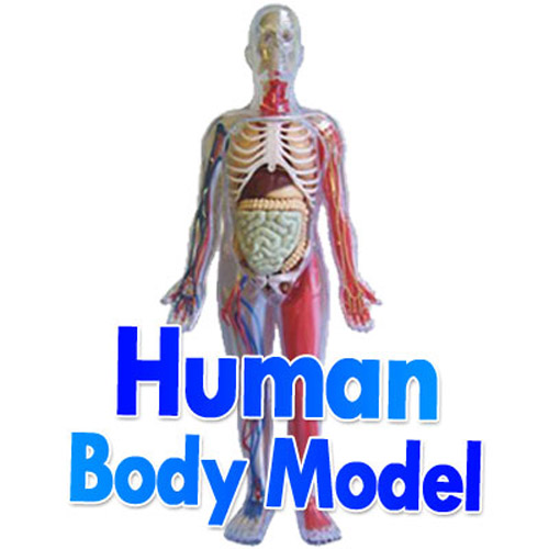 SmartLab Human Body Model 12 Inches Tall